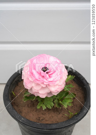 Beautiful pink Asian buttercup flower in a pot. Ranunculus flower in water droplets isolated in black pot against the white background. Close-up, high angle view, vertical photo, copy space. 123859550