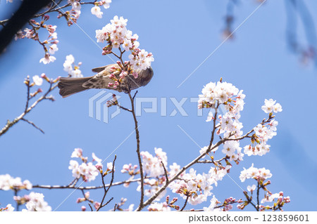 櫻花盛開、野鳥成群（棕耳鵯）的春天 奧球磨縣立自然公園市房水壩週邊的野鳥（熊本縣球磨郡水上村湯山） 123859601