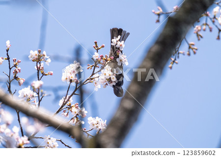 櫻花盛開、野鳥成群（棕耳鵯）的春天 奧球磨縣立自然公園市房水壩週邊的野鳥（熊本縣球磨郡水上村湯山） 123859602