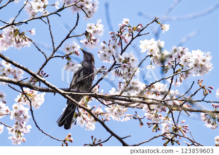 櫻花盛開、野鳥成群(棕耳鵯)的春天 奧球磨縣立自然公園市房水壩週邊的野鳥(熊本縣球磨郡水上村湯山) 櫻花盛開、野鳥成群(棕耳鵯)的春天 奧球磨縣立自然公園市房水壩週邊的野鳥(熊本縣球磨郡水上村湯山) 123859603