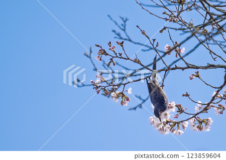 Spring weather with cherry blossoms in bloom and wild birds (brown-eared bulbuls) Wild birds around Ichifusa Dam in Oku-Kuma Prefectural Natural Park (Yuyama, Minakami Village, Kuma District, Kumamoto Prefecture) 123859604