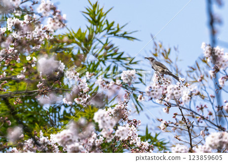 Spring weather with cherry blossoms in bloom and wild birds (brown-eared bulbuls) Wild birds around Ichifusa Dam in Oku-Kuma Prefectural Natural Park (Yuyama, Minakami Village, Kuma District, Kumamoto Prefecture) 123859605