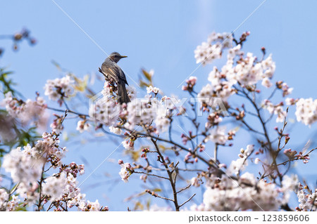 Spring weather with cherry blossoms in bloom and wild birds (brown-eared bulbuls) Wild birds around Ichifusa Dam in Oku-Kuma Prefectural Natural Park (Yuyama, Minakami Village, Kuma District, Kumamoto Prefecture) 123859606