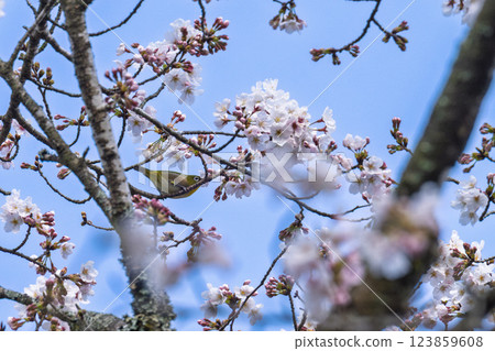 A spring day with cherry blossoms in bloom and wild birds (Japanese white-eyes) around Ichifusa Dam in Oku-Kuma Prefectural Natural Park (Yuyama, Minakami Village, Kuma District, Kumamoto Prefecture) 123859608