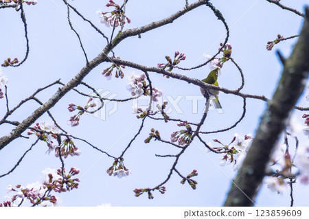 A spring day with cherry blossoms in bloom and wild birds (Japanese white-eyes) around Ichifusa Dam in Oku-Kuma Prefectural Natural Park (Yuyama, Minakami Village, Kuma District, Kumamoto Prefecture) 123859609