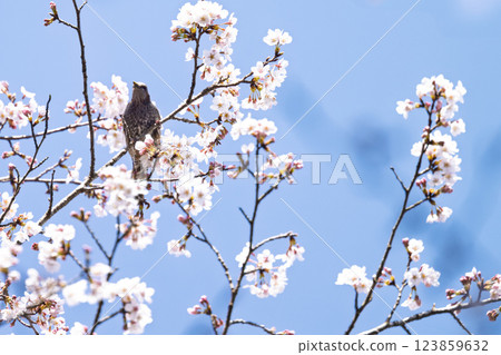 櫻花盛開、野鳥成群（棕耳鵯）的春天 奧球磨縣立自然公園市房水壩週邊的野鳥（熊本縣球磨郡水上村湯山） 123859632