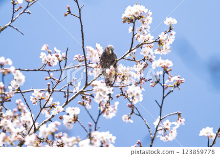Spring weather with cherry blossoms in bloom and wild birds (brown-eared bulbuls) Wild birds around Ichifusa Dam in Oku-Kuma Prefectural Natural Park (Yuyama, Minakami Village, Kuma District, Kumamoto Prefecture) 123859778