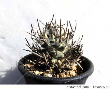 Turbinicarpus Shoryumaru, from the seat of the sting 123859782