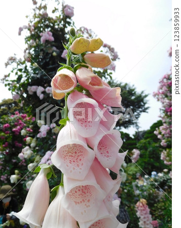 毛地黃，港之見公園 123859933