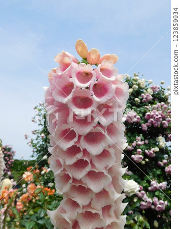 毛地黃，港之見公園 123859934