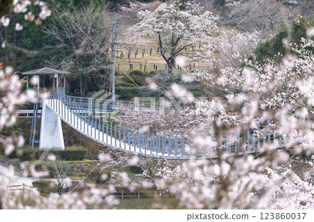A tourist spot that shines during the cherry blossom season: Ichifusa Dam, Suiki Bridge, and Asenohara Waterfront Park (Yuyama, Minakami Village, Kuma District, Kumamoto Prefecture) 123860037