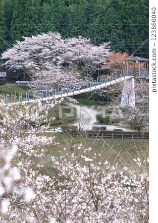 A tourist spot that shines during the cherry blossom season: Ichifusa Dam, Suiki Bridge, and Asenohara Waterfront Park (Yuyama, Minakami Village, Kuma District, Kumamoto Prefecture) A tourist spot that shines during the cherry blossom season: Ichifusa Dam, Suiki Bridge, and Asenohara Waterfront Park (Yuyama, Minakami Village, Kuma District, Kumamoto Prefecture) 123860040