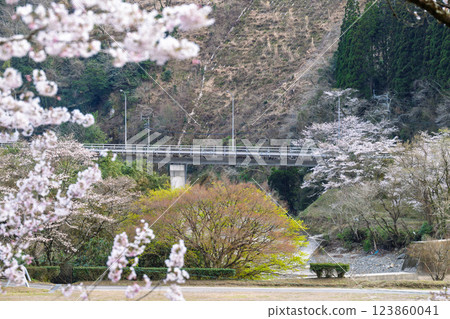 A tourist spot that shines during the cherry blossom season: Ichifusa Dam, Suiki Bridge, and Asenohara Waterfront Park (Yuyama, Minakami Village, Kuma District, Kumamoto Prefecture) 123860041