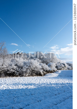 Winter scenery of rice paddy fields in the mountains 123860047