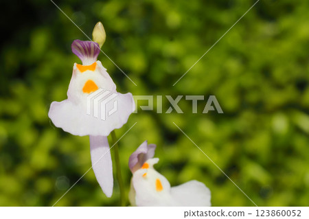 Clione mittelflower flower Clione mittelflower flower 123860052