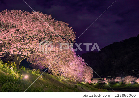 青野川沿岸的櫻花燈火輝煌 123860060