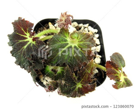 Palomar Prince Palomar Prince 123860070