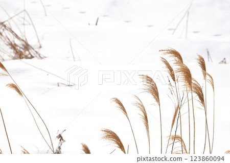 北海道的冬天:日本芒草的雪原、大片的白色空間 北海道的冬天:日本芒草的雪原、大片的白色空間 123860094