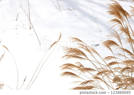 北海道的冬天:日本芒草的雪原、大片的白色空間 北海道的冬天:日本芒草的雪原、大片的白色空間 123860095