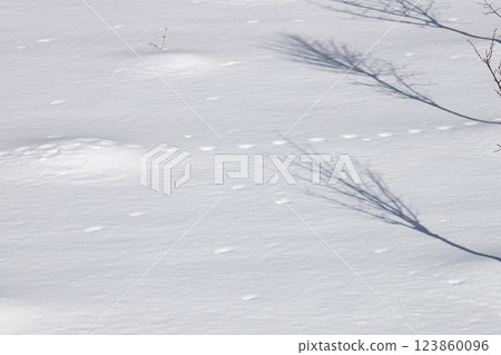 北海道的冬天:樹影倒映在雪原上。 北海道的冬天:樹影倒映在雪原上。 123860096