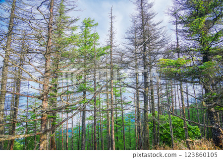 Dead trees [Hachibuse Highlands Skyline] 123860105