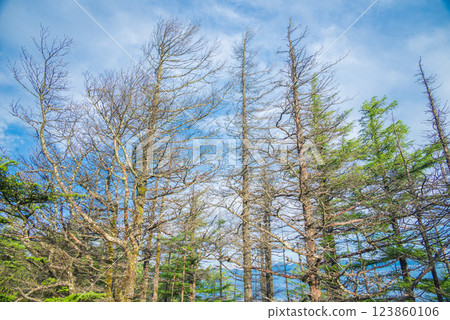 Dead trees [Hachibuse Highlands Skyline] 123860106