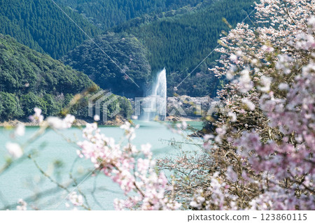 A tourist spot that shines during the cherry blossom season: Ichifusa Dam, Suiki Bridge, and Asenohara Waterfront Park (Yuyama, Minakami Village, Kuma District, Kumamoto Prefecture) A tourist spot that shines during the cherry blossom season: Ichifusa Dam, Suiki Bridge, and Asenohara Waterfront Park (Yuyama, Minakami Village, Kuma District, Kumamoto Prefecture) 123860115