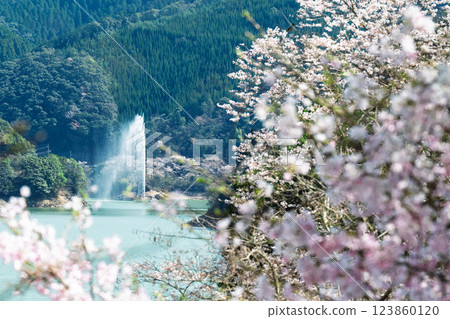 櫻花季閃耀的觀光景點:市房水壩、萃輝橋、阿瀨原濱水公園(熊本縣球磨郡水上村湯山) 櫻花季閃耀的觀光景點:市房水壩、萃輝橋、阿瀨原濱水公園(熊本縣球磨郡水上村湯山) 123860120