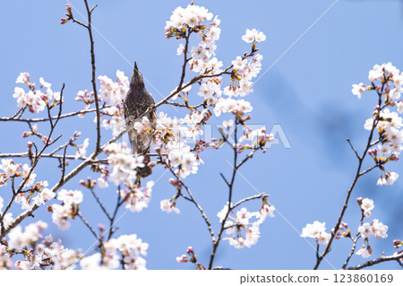 櫻花盛開、野鳥成群(棕耳鵯)的春天 奧球磨縣立自然公園市房水壩週邊的野鳥(熊本縣球磨郡水上村湯山) 櫻花盛開、野鳥成群(棕耳鵯)的春天 奧球磨縣立自然公園市房水壩週邊的野鳥(熊本縣球磨郡水上村湯山) 123860169