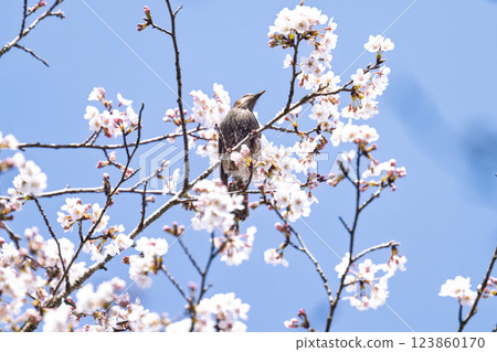 櫻花盛開、野鳥成群（棕耳鵯）的春天 奧球磨縣立自然公園市房水壩週邊的野鳥（熊本縣球磨郡水上村湯山） 123860170