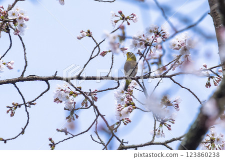 A spring day with cherry blossoms in bloom and wild birds (Japanese white-eyes) around Ichifusa Dam in Oku-Kuma Prefectural Natural Park (Yuyama, Minakami Village, Kuma District, Kumamoto Prefecture) 123860238