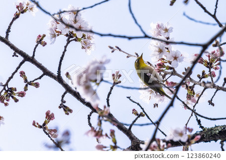 A spring day with cherry blossoms in bloom and wild birds (Japanese white-eyes) around Ichifusa Dam in Oku-Kuma Prefectural Natural Park (Yuyama, Minakami Village, Kuma District, Kumamoto Prefecture) 123860240