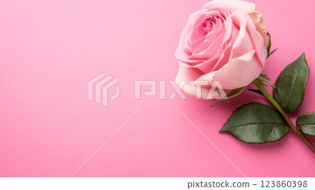 Single pink rose on pink background 123860398