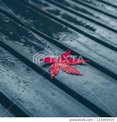 Red maple leaf on wet wood planks 123860414