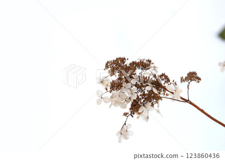 北海道的冬天:山繡球花、枯萎的日本繡球樹和白雪皚皚的原野,大片的白色空間 北海道的冬天:山繡球花、枯萎的日本繡球樹和白雪皚皚的原野,大片的白色空間 123860436
