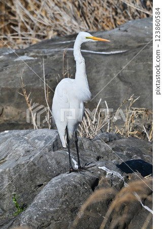 白鷺鷥（白鷺鷥） 123860584