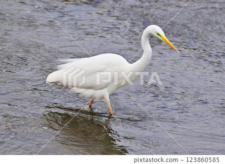 白鷺鷥（白鷺鷥） 123860585