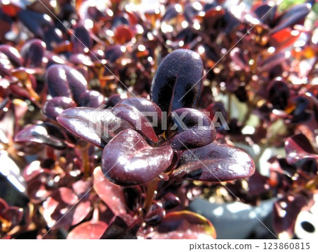 Kopurosuma 123860815