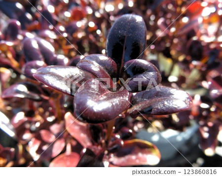 Kopurosuma 123860816