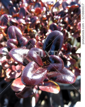 Kopurosuma 123860817