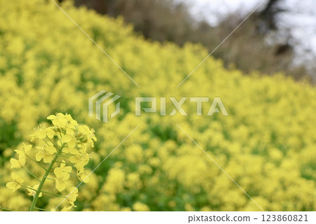 油菜田 123860821