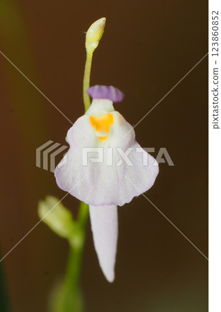 Clione mittelflower flower 123860852