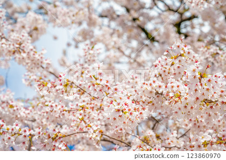 日本岐阜縣高山 — 2024年4月17日:日本飛驒高山岐阜宮川河上櫻花盛開的紅色中橋。 日本岐阜縣高山 — 2024年4月17日:日本飛驒高山岐阜宮川河上櫻花盛開的紅色中橋。 123860970