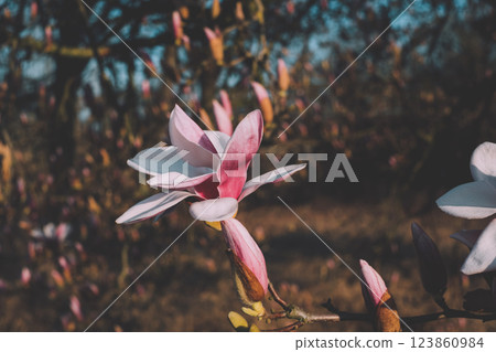 Magnolia flowers in bloom. 123860984