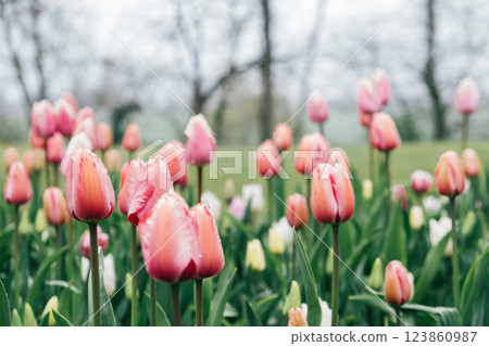 Field of blooming tulips. Field of blooming tulips. 123860987