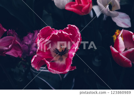 Beautiful tulips. 123860989
