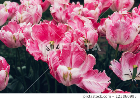Blooming tulips. 123860993