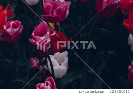 Tulip field. 123861011