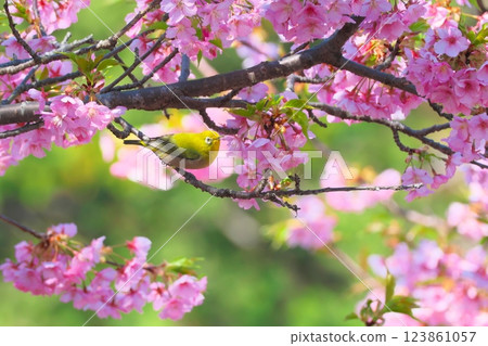 A Japanese white-eye comes to drink nectar from the Kawazu cherry blossoms 123861057