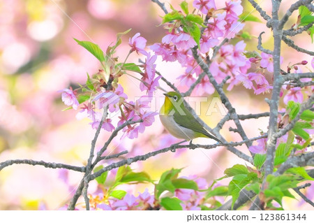 The sweet-toothed wild bird, the Japanese white-eye, comes to seek nectar from the Kawazu cherry blossoms that bloom in early spring. The sweet-toothed wild bird, the Japanese white-eye, comes to seek nectar from the Kawazu cherry blossoms that bloom in early spring. 123861344